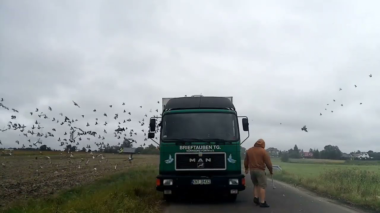 Gołębie młode wypuszczenie z miejscowości Opole