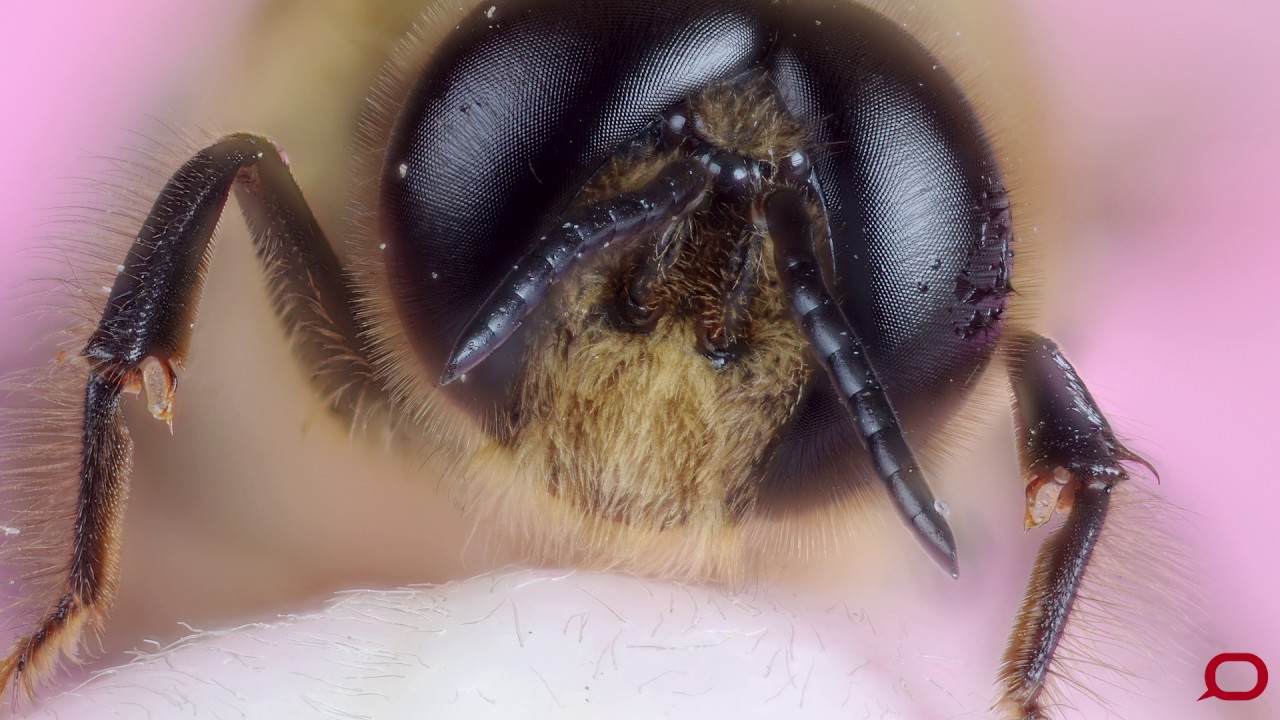 What bees' eyes can tell us about taking better photos