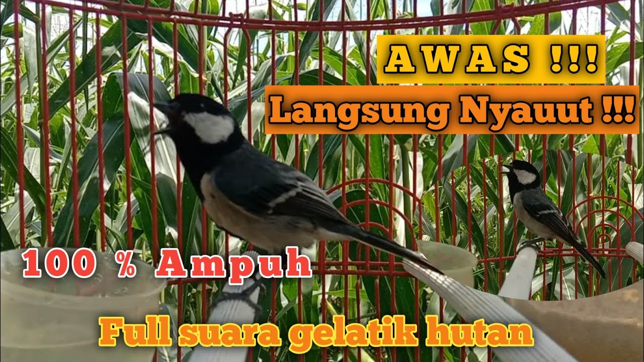 Awas Langsung nyauut 100 % ampuh untuk pancingan gelatik || full suara gelatik hutan || birdsounds