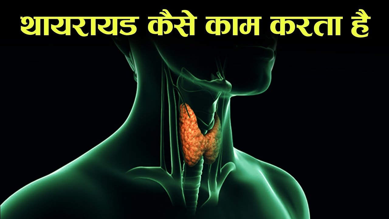 थाइराइड कैसे काम करता हैं - how thyroid works in hindi