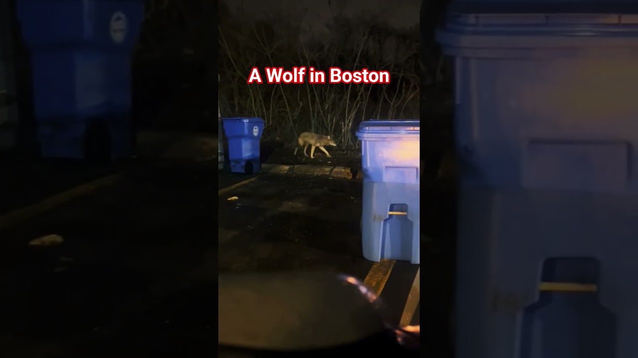 Wolf outside 