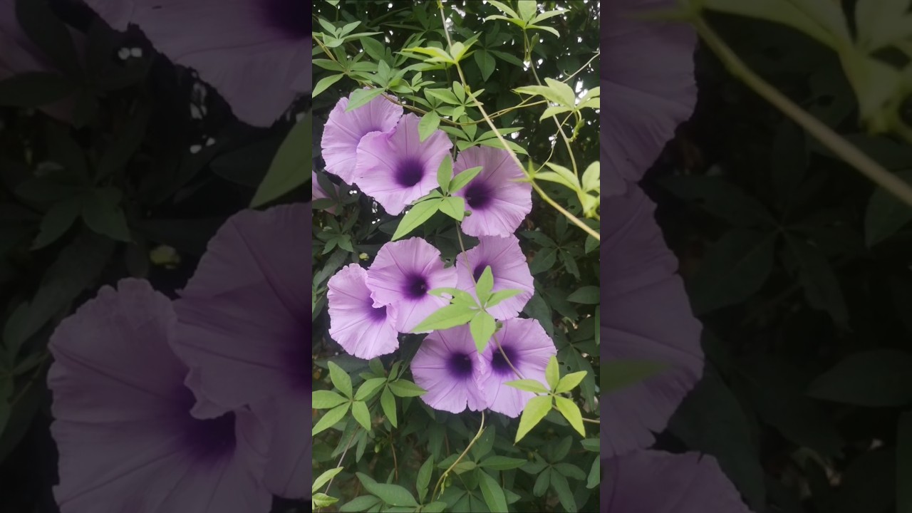 Campanilla color lila, Gloria de la ma&ntilde;ana - Ipomoea cairica #campanilla #flores #plantas #jardin