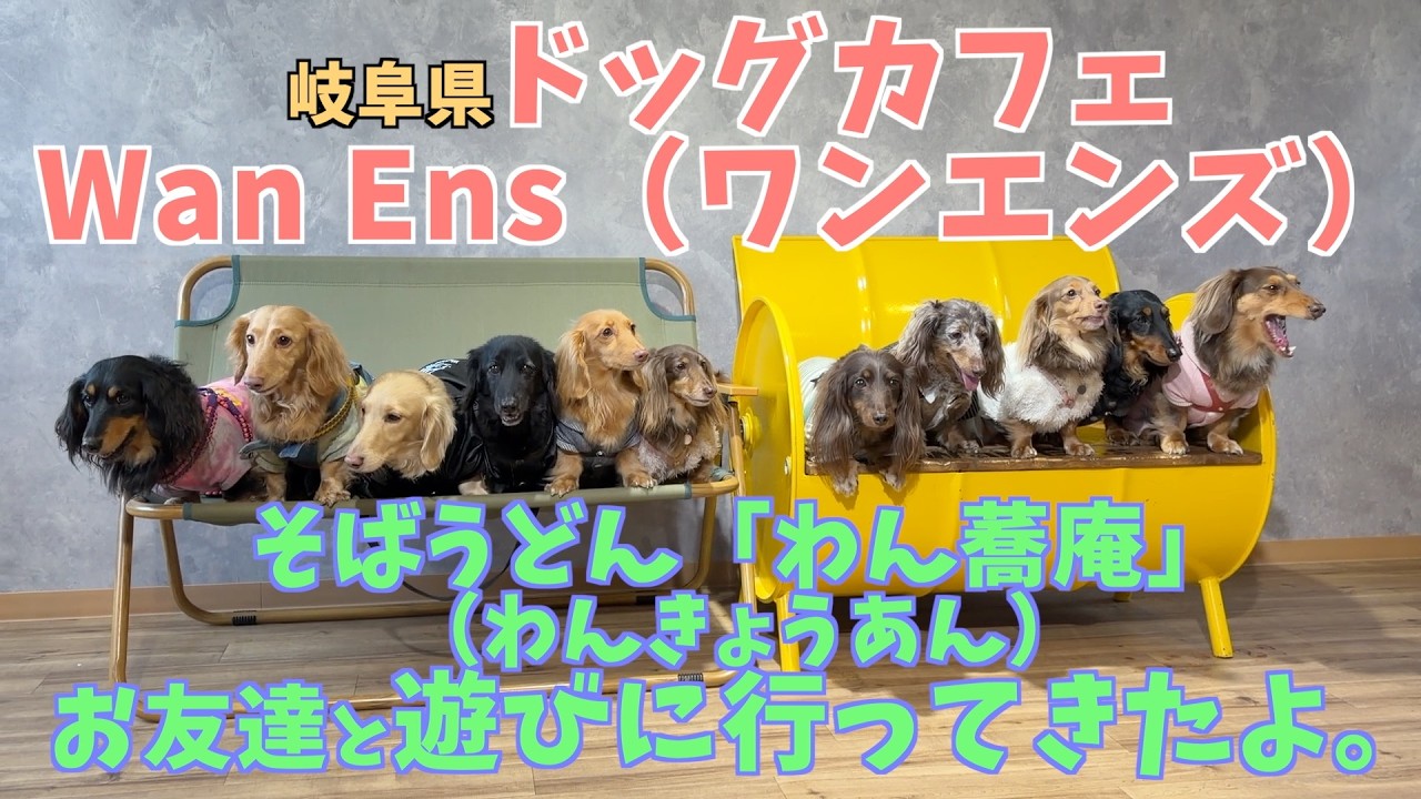 可愛すぎ注意⚠️ダックス軍団出ドッグカフェ突撃！＃ドッグカフェ＃犬のいる生活＃WanEns＃ワンエンズ＃わん蕎庵＃わんきょうあん＃DogCafe