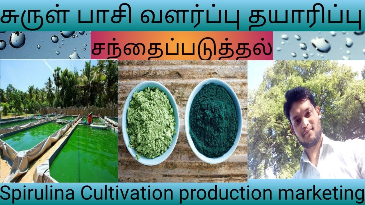 Spirulina Business Plan in Tamil#சுருள் பாசி  வளர்ப்பு தயாரிப்பு சந்தைப்படுத்தல்#tamilbusinessinfo