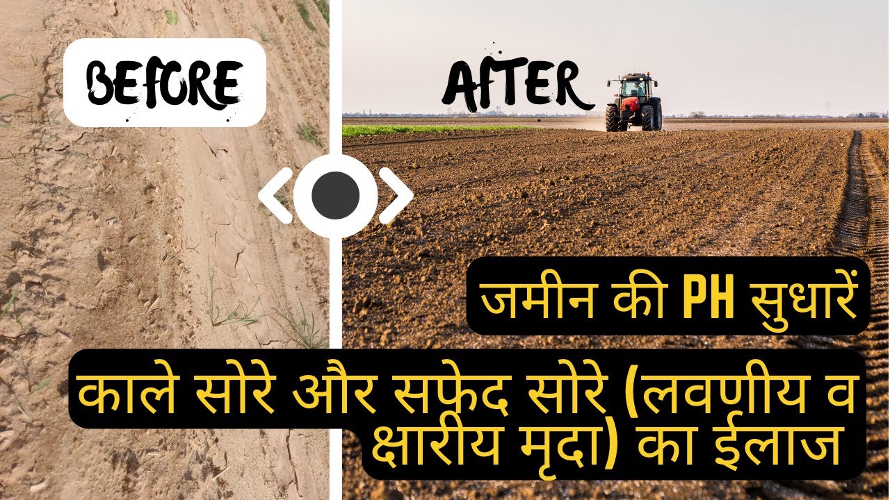 मैग्नीशियम क्लोराइड द्वारा काले और सफेद सोरे का ईलाज | Soil PH control by Magnesium Chloride