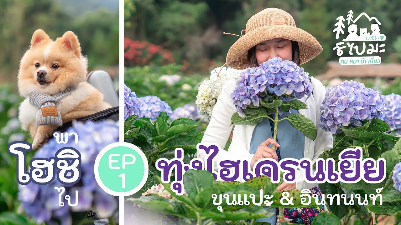 EP.1 ขับรถเที่ยวกับน้องหมา ที่ทุ่งดอกไฮเดรนเยียอินทนนท์ ขุนแปะ และสวนสนบ่อแก้ว จ.เชียงใหม่
