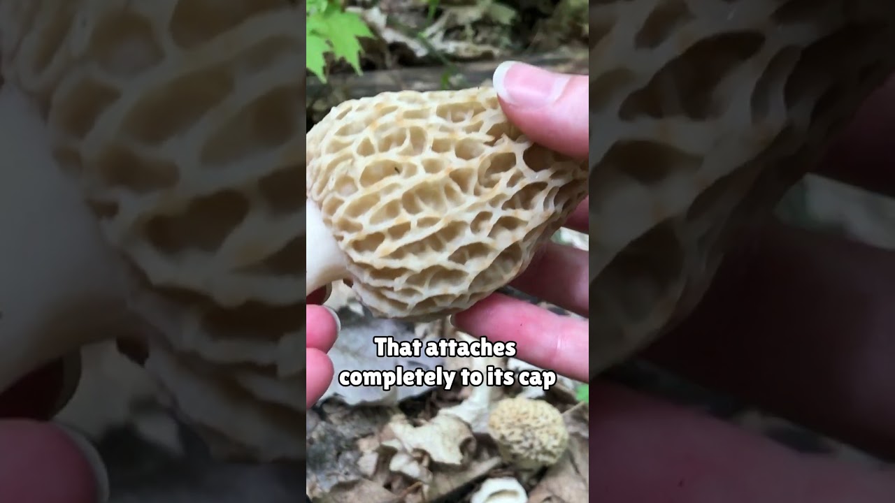 A Quick & EASY Guide to Finding MORELS