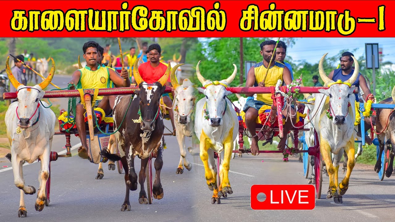 ⭕LIVE|சின்னமாடு காளையார்கோவில் 25,001ஆயிரம் யாருக்கு??|Kalaiyaarkovil Chinnamaadu நேரலை 2026
