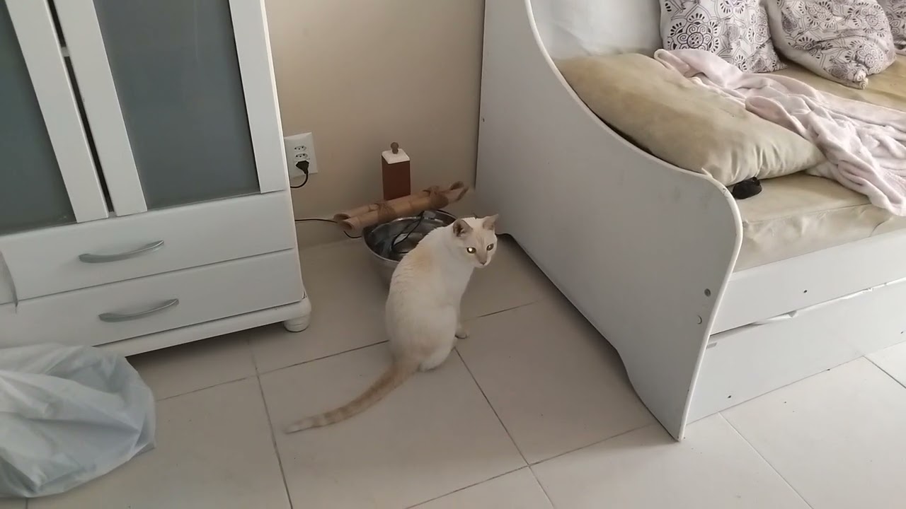 MARIE MINGAU FOI AO BANHEIRINHO!/Diycas da Dindarina 