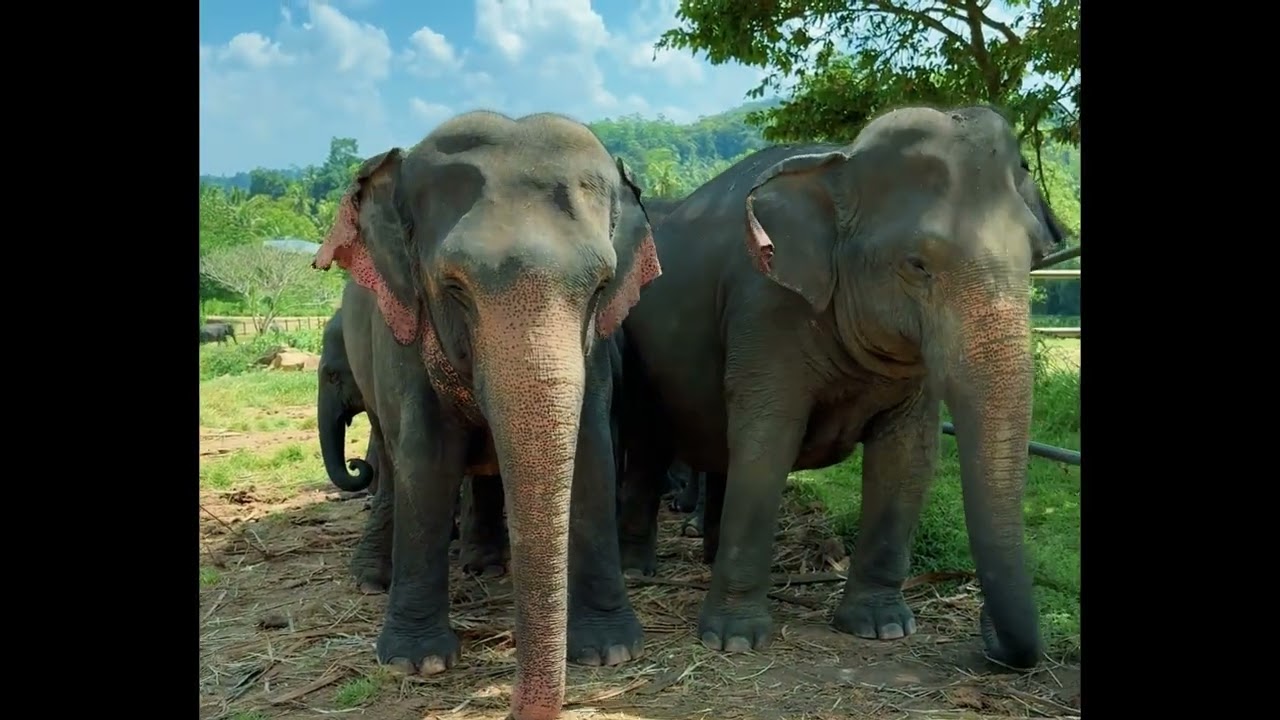 Pinnawala Elephant Orphanage | A Gentle Giant Experience in Sri Lanka