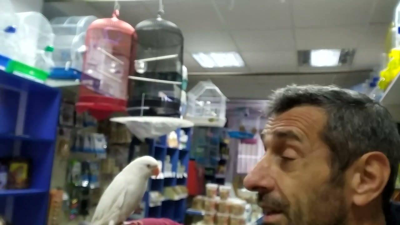 ΔΙΑΘΕΣΙΜΑ RINGNECK ΗΡΕΜΑ ΜΕ ΕΞΕΤΑΣΗ DNA