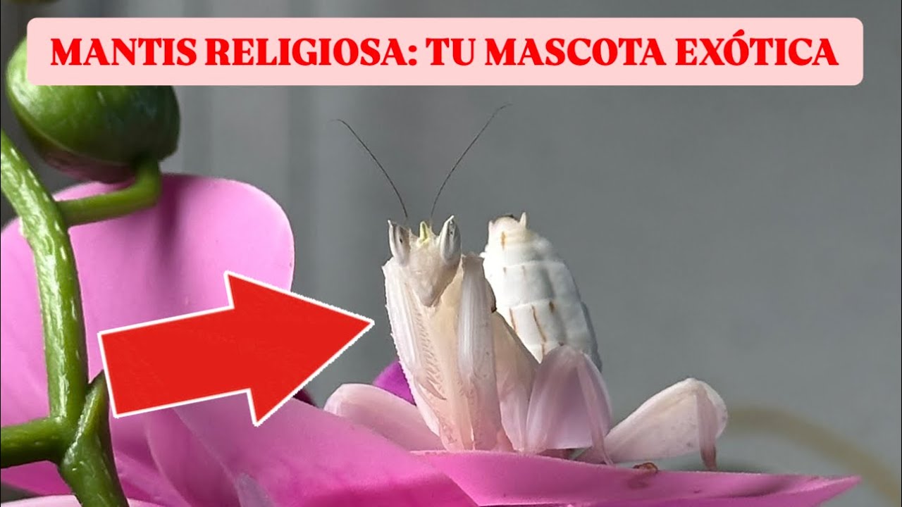 ¿QUIERES UNA MANTIS RELIGIOSA COMO MASCOTA? GUÍA PASO A PASO 🦗🐜💚🌸