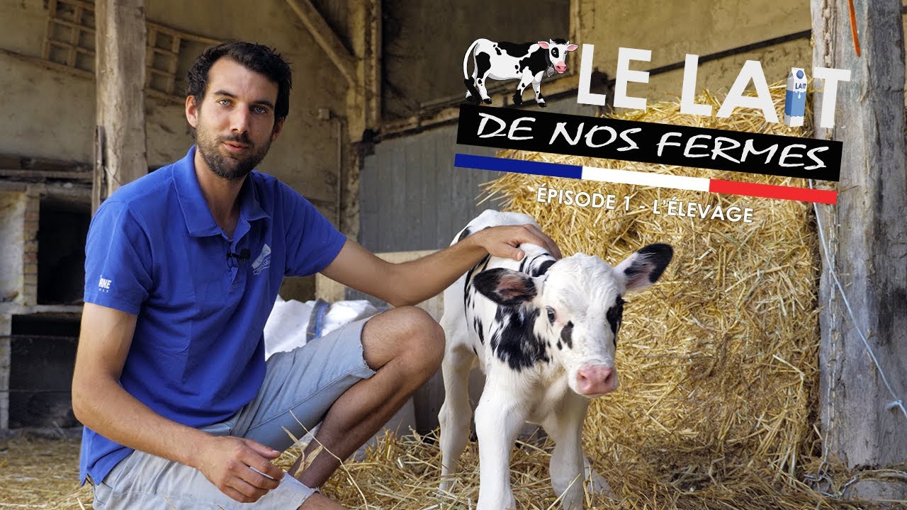 Le lait de nos fermes | Épisode 1 – L'élevage