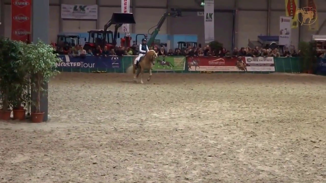 Haflinger Gestüt Meura auf der Messe Reiten - Jagen - Fischen 2016 in Erfurt