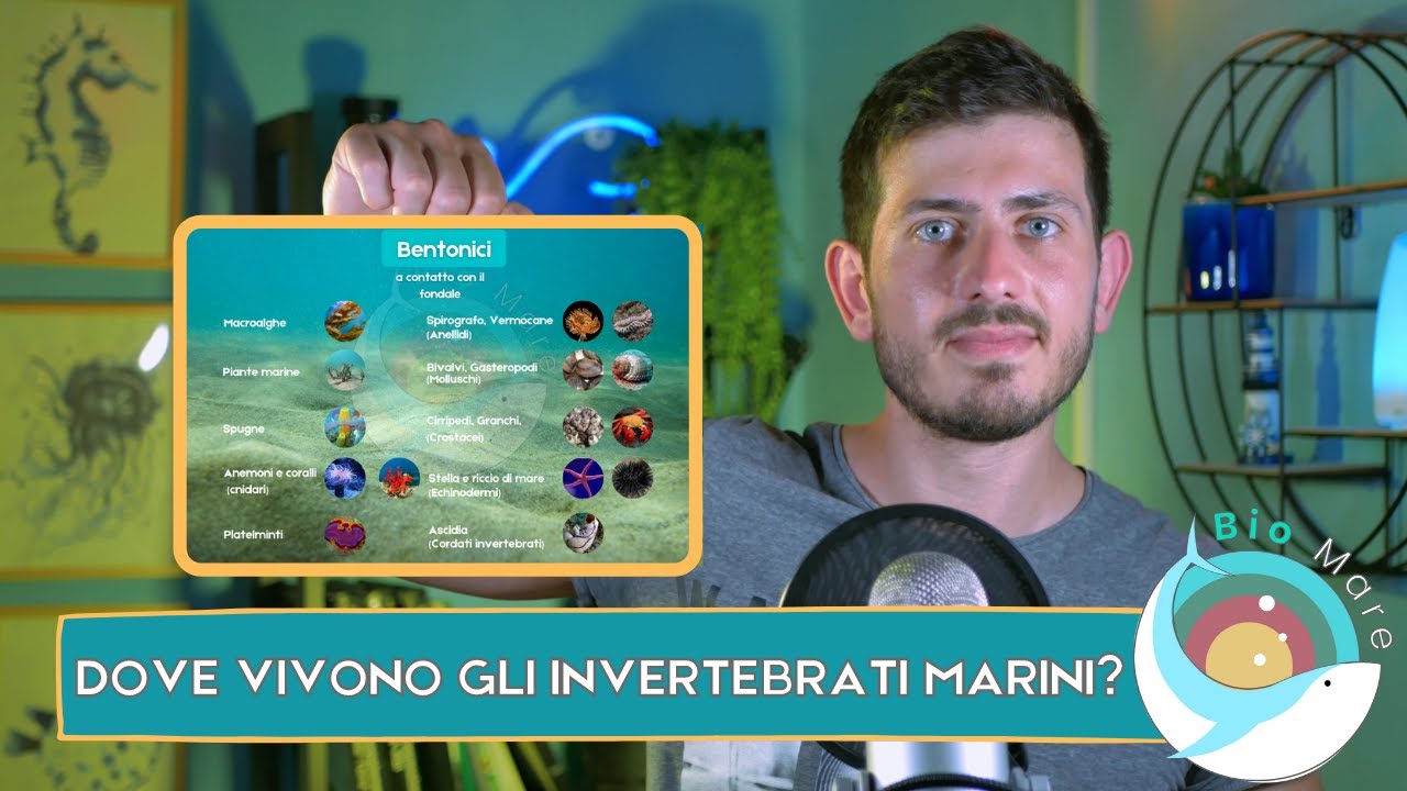 DOVE VIVONO GLI INVERTEBRATI MARINI? FACCIAMO UN RIEPILOGO! - BIOMARE #19 - SUB H2O