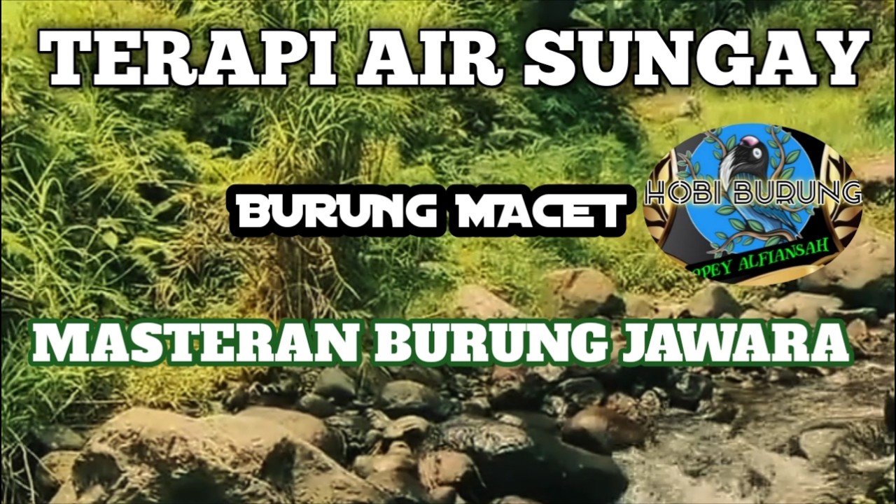 TERAPI AIR SUNGAY MASTERAN BURUNG MACET‼️
