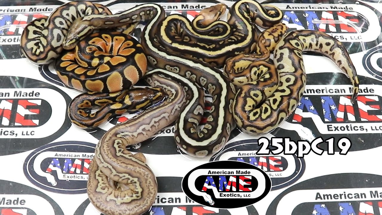 25bpC19  fm OD Spotnose Fire Het Clown x m Clown Stranger Lesser