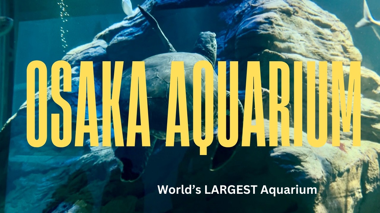 Visiting Japans' Biggest Aquarium with Whale sharks?