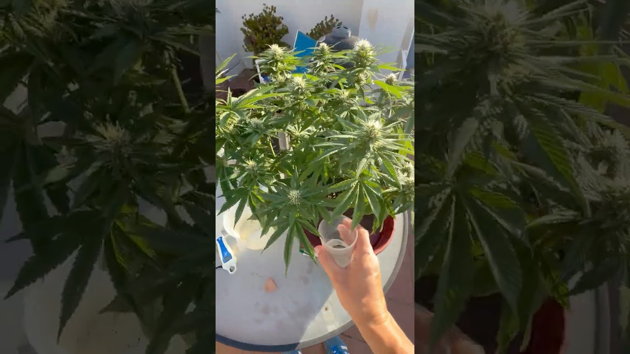 Поливаю Большой Кущ 🌱 на террасе | Растёт мощно и стабильно