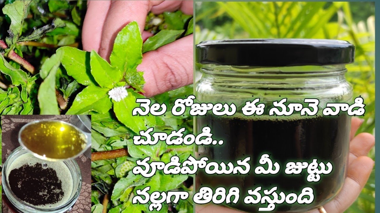 how to prepare bhringraj herbal hair oil..//guntagalagaraku nune // anti baldness hair oil..
