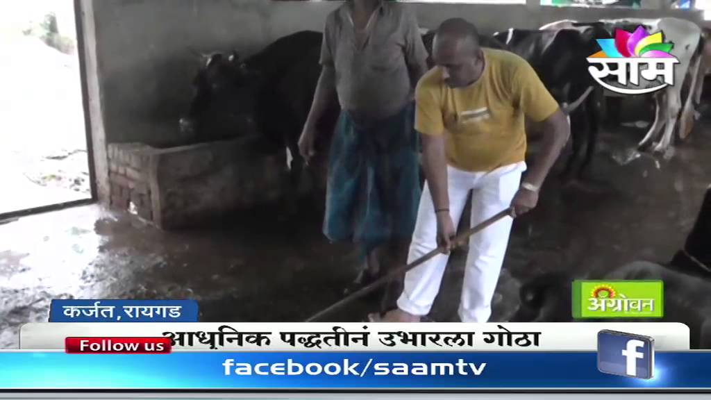 How to earn 3.50 lacks in a month by doing dairy farming