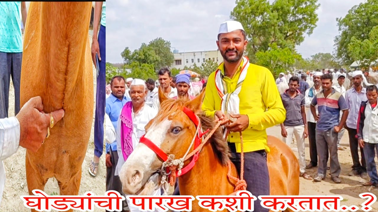 घोड्यांची पारख कशी करावी.?देवमन,कंठ,बालभवरी,पंचकल्याण,जयमंगल, म्हणजे काय.?हे सर्व एकाच व्हिडिओ मध्ये