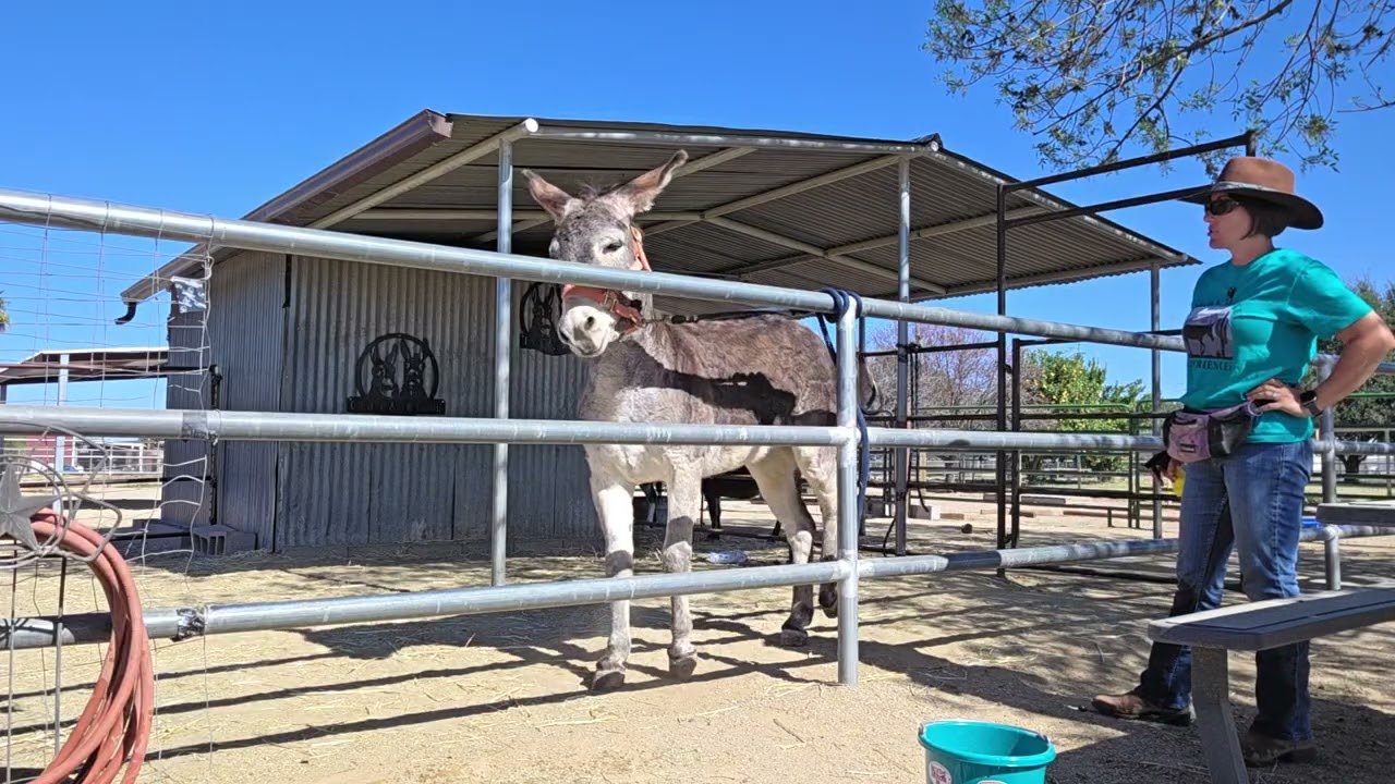 Flyspraying Benny 2/8 part 2 #donkeytraining #flyspray 