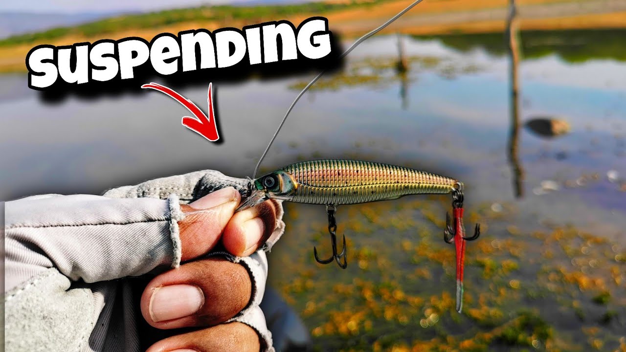 Cómo usar un JERKBAIT/MINNOW para tener muchas capturas 