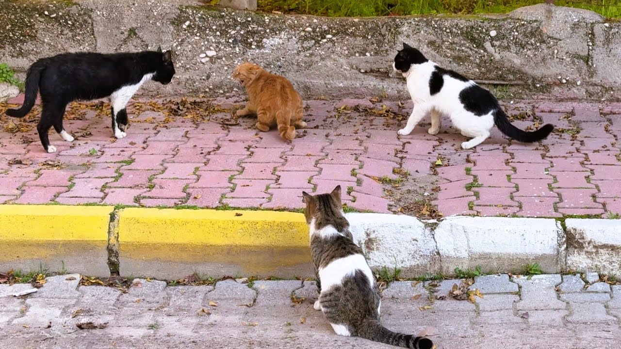 A Ginger Cat vs a Cat Gang — All She Wanted Was Attention