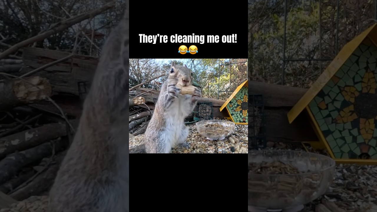 Squirrels Eat all my Bird Seed
