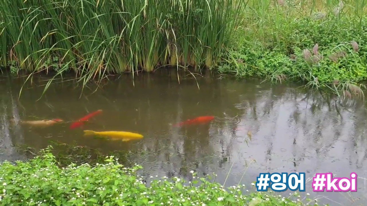 #koi #pond #잉어