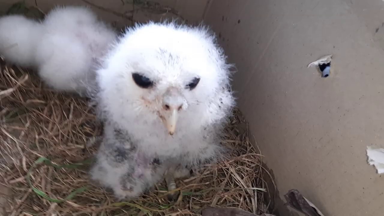 Unboxing anakan burung,bajing,tupai dan burung hantu besar Bubo Sumatranus