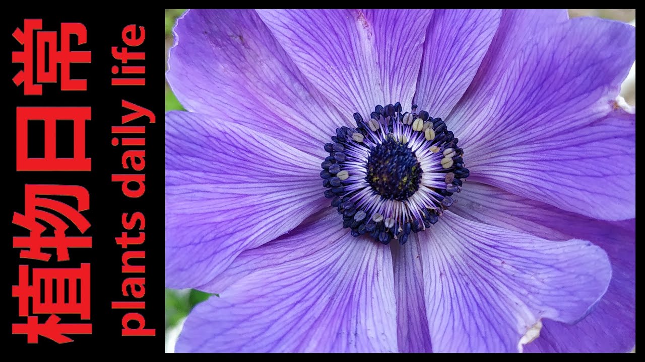 How to plant Anemone 'De Caen' Mixed from bulbs/corms