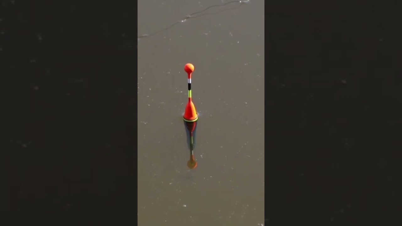 50cm vom Ufer #livebiss auf #pose #angeln #fishing #fisch #posenangeln #satysfying #made #see