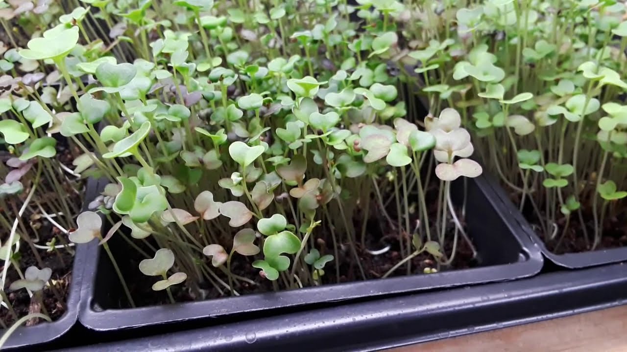 Growing Microgreens: Part 2