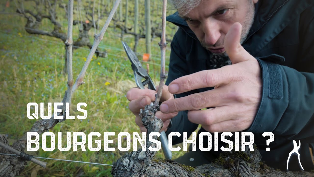Choisir les bourgeons selon leur écartement - Taille de la vigne