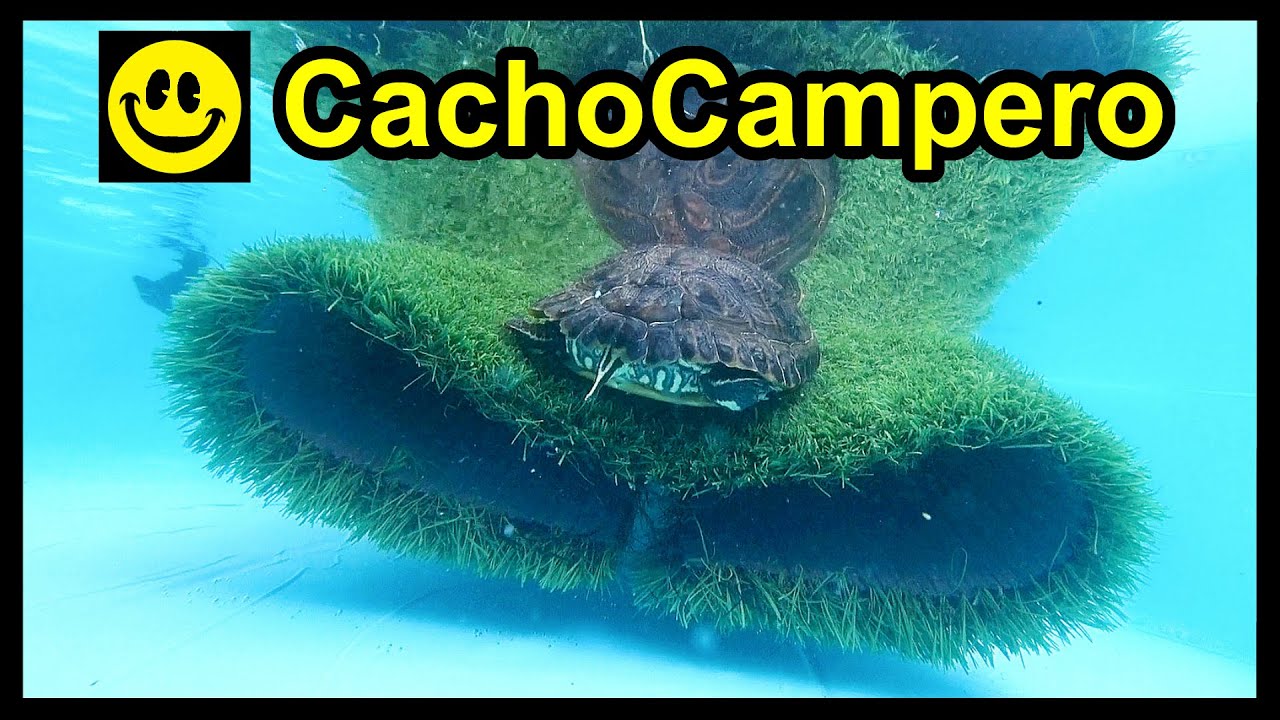 Zona seca para tortugas de agua, requisitos, cuál comprar y cómo hacer esa zona seca para tu tortuga