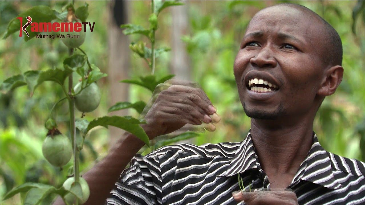 Gatheru ni murimi wa itunda ria kahurura (Passion) | Kayu Ka Murimi Ep80 prt2