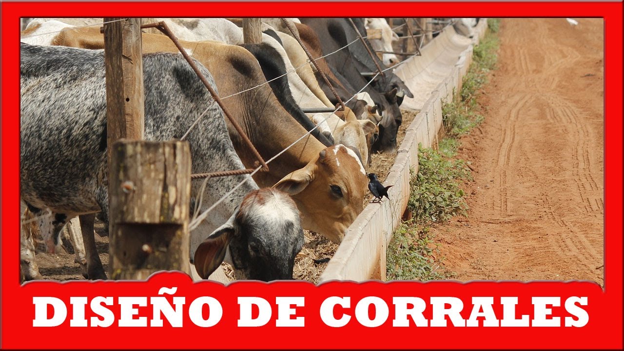 🔴 CONSEJOS para GANADEROS, Diseño de CORRALES ✅ (Curso de Ganaderia Bovina)