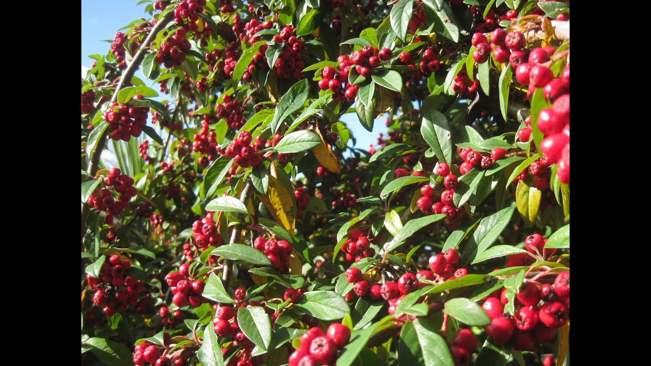 Cotoneaster - a perfect tree for a small garden - with autumn / fall berries