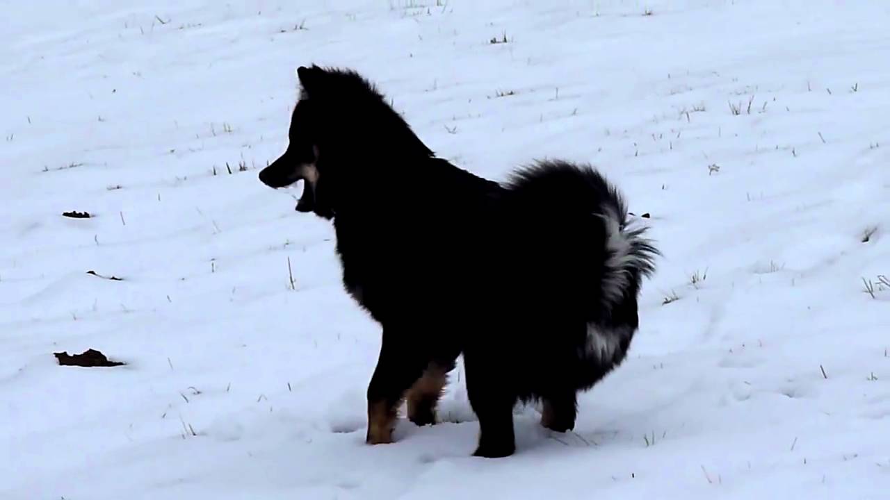 Chien finnois de Laponie, Lapinkoira