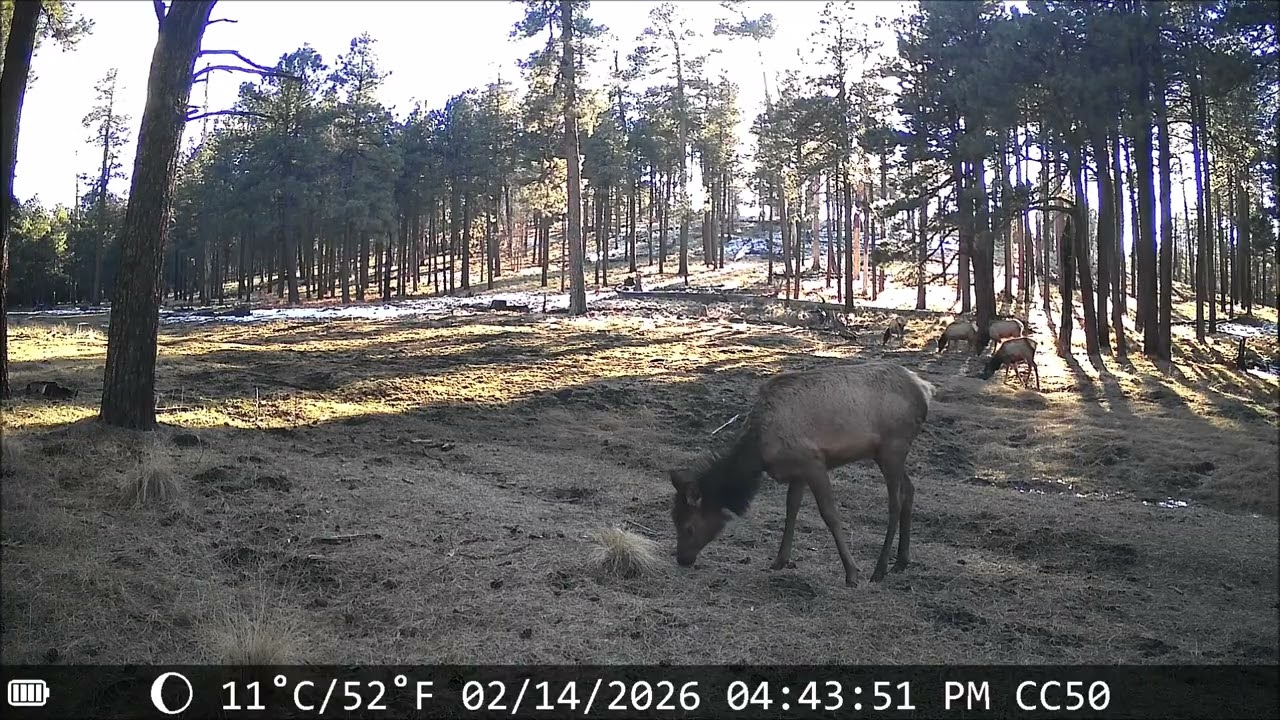 02282026 - The last 2 Months Critter-Cam 02 in the meadow