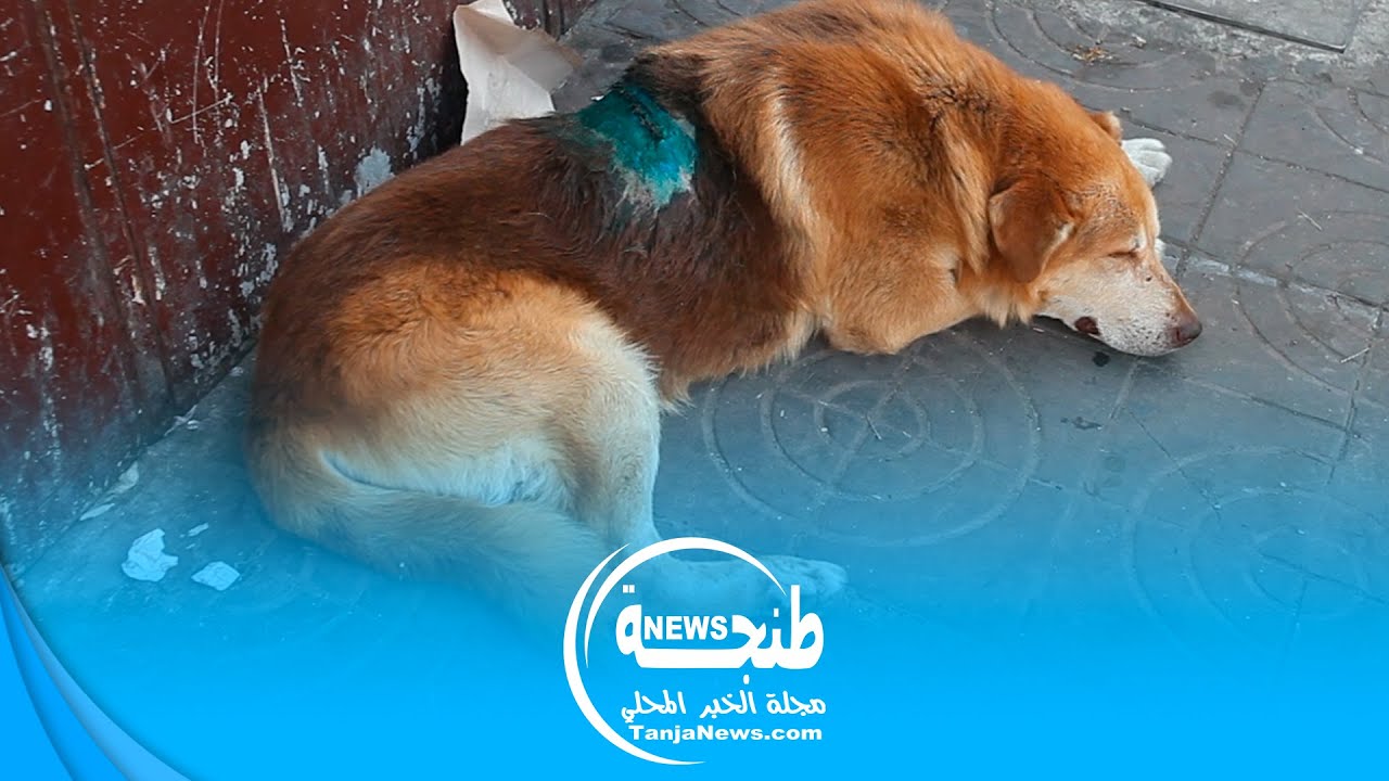 طنجة: كلب يتعرض لإعتداء عنيف بسيف.. والساكنة تطالب بمتابعة الجاني