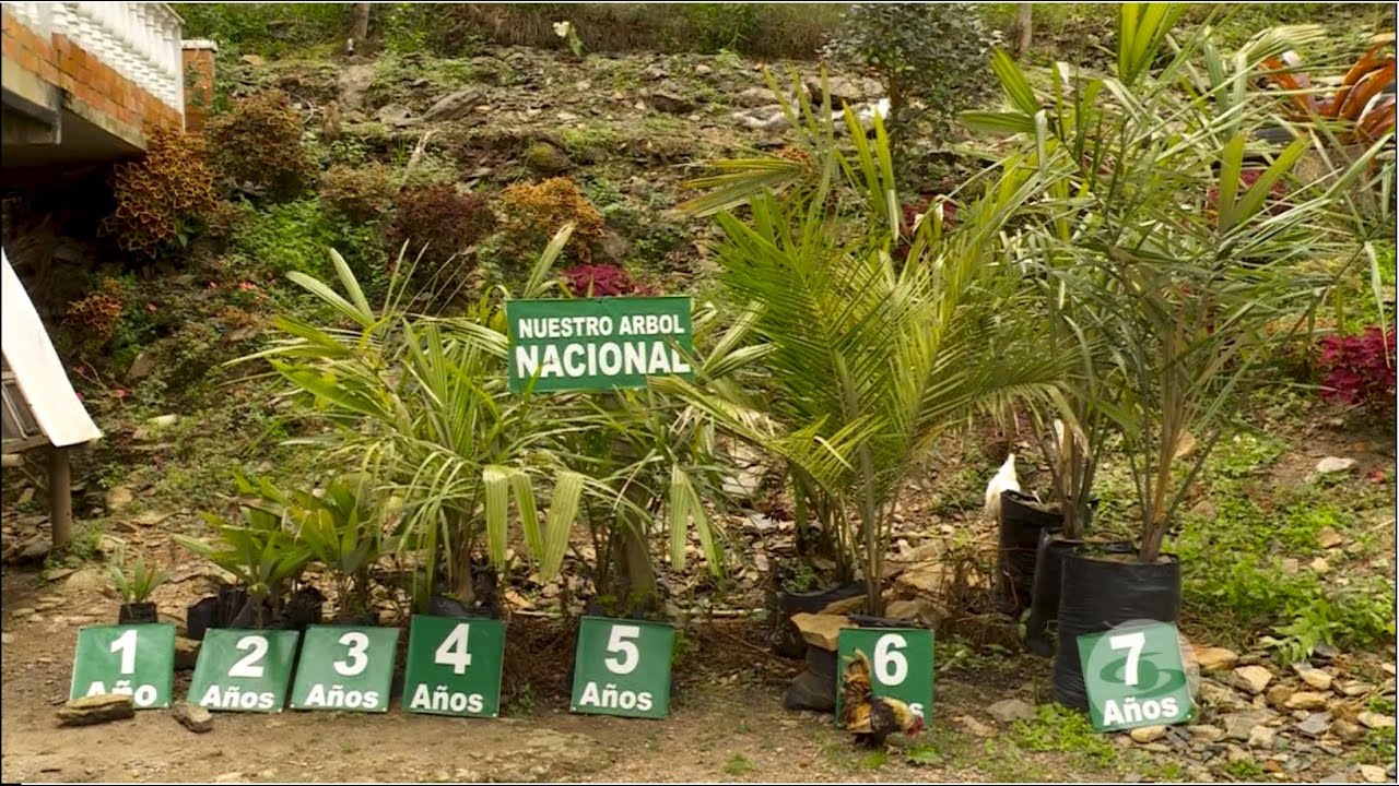 Ciclo productivo de la palma de cera