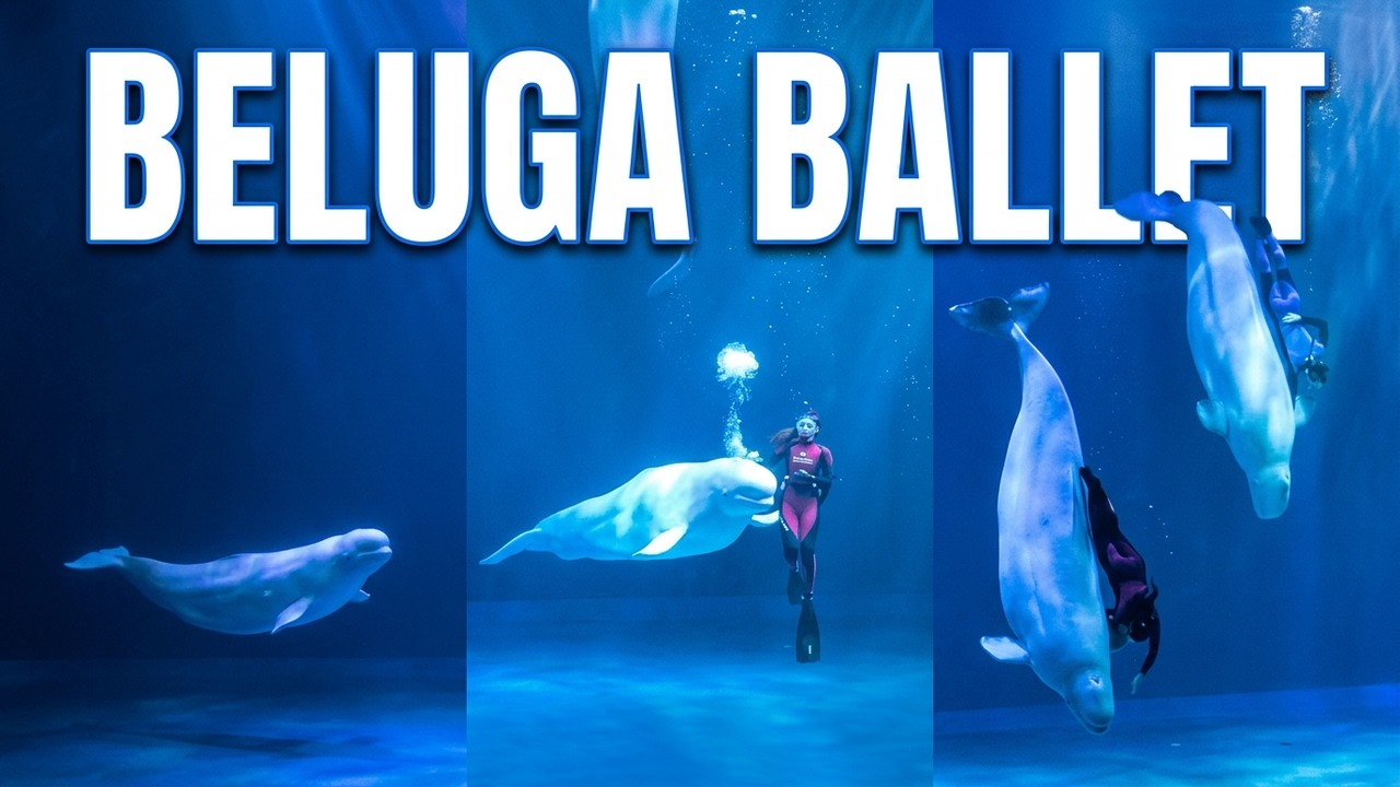 Beluga Whale Show Harbin #Travelvlog #belugawhales #chinatravel