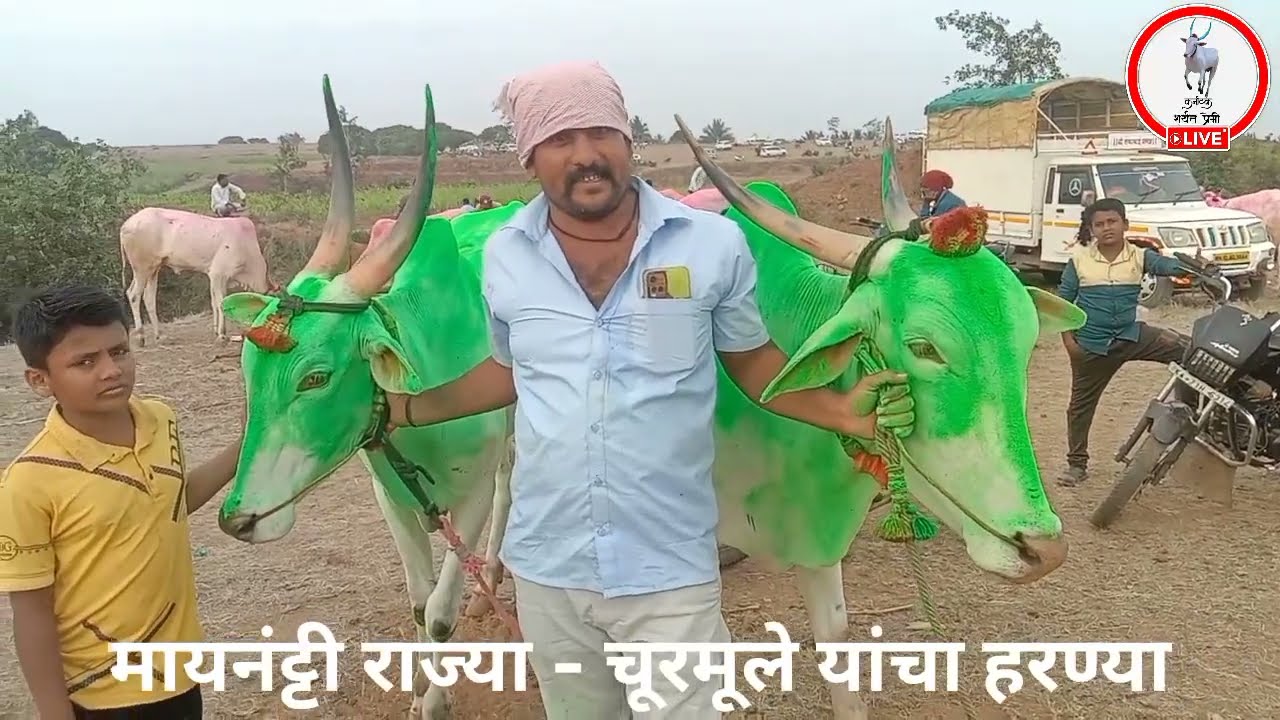 कोण कोणती बैले आली होती. रुस्तम-ए-हिंद मैदानत?