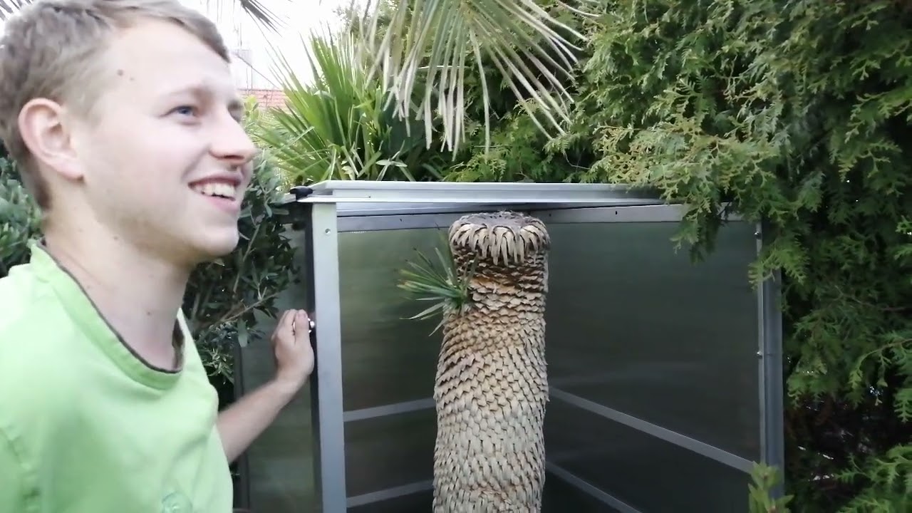Neuvěříš co jsem viděl v Palmy a cycasy 🙄👌🌴