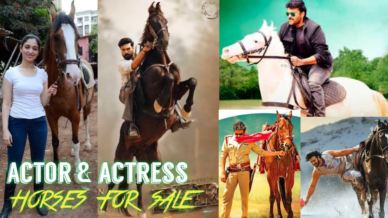 9885066094 | Pawan Kalyan horse | bahubali | Telangana horse riding academy | Azam bhai stuntman hyd
