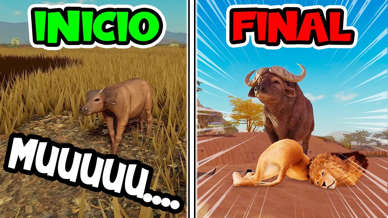 EL BÚFALO MÁS PELIGROSO de ÁFRICA | SAVANNAH LIFE