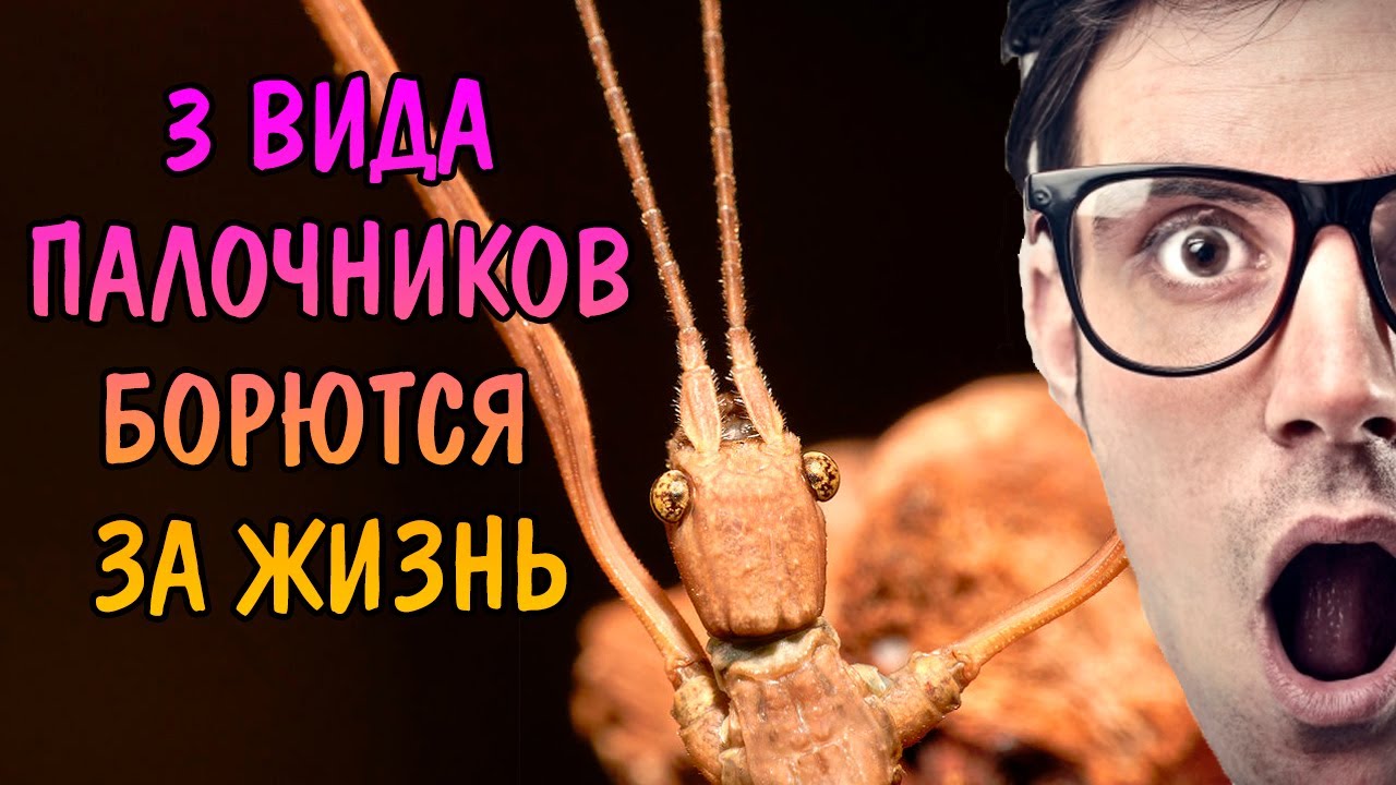 ЗАПУСК ТЕРРАРИУМА С 3 ВИДАМИ ПАЛОЧНИКОВ